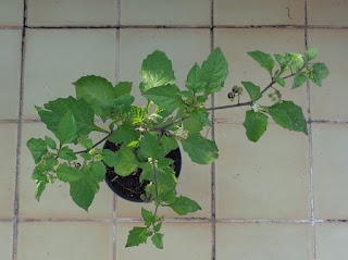 Solanum nigrum