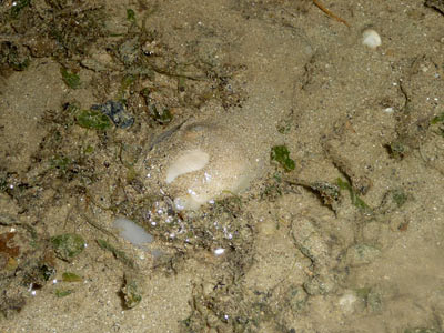 moon snail, Family Naticidae