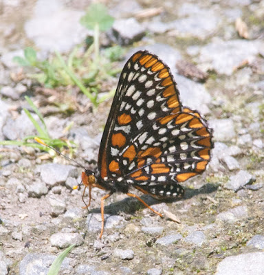 Baltimore Checkerspot (Euphydryas phaeton)