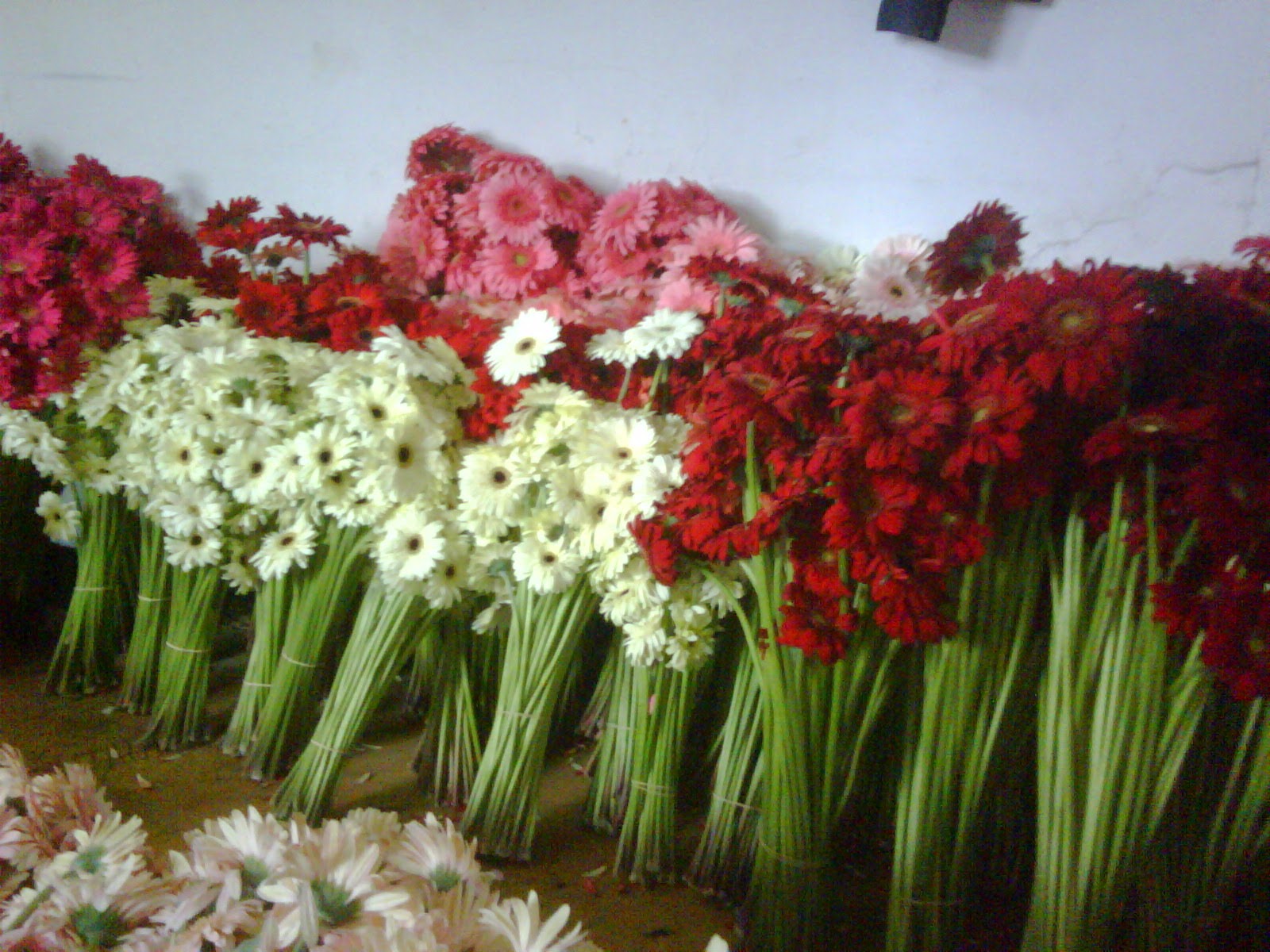 Jual Bunga Potong Segar Bandung
