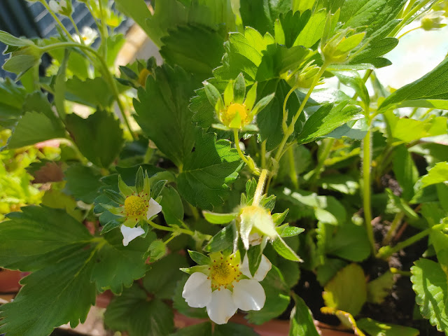 Fresones (Fragaria x ananassa).