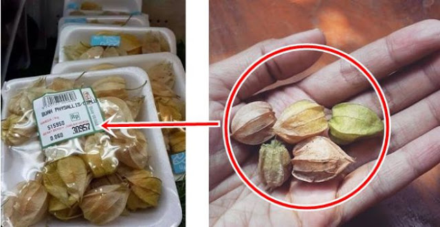 Wow ... !! Dulu di Abaikan, Buah Ini Kini di Jual Dengan Harga Selangit. Karena Manfaatnya Yang Luar Biasa