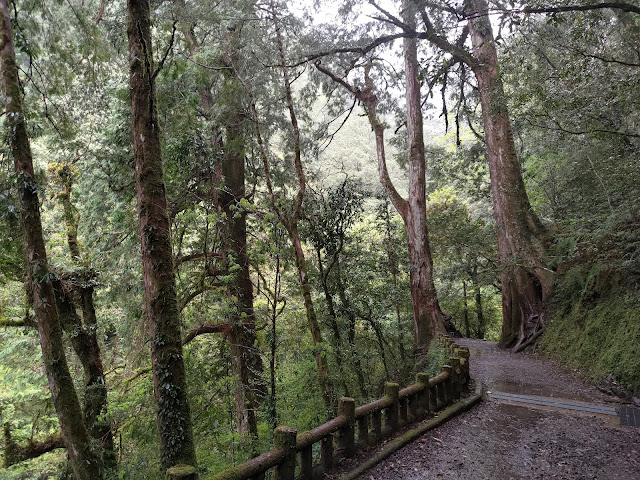 拉拉山國家森林遊樂區 - 步道