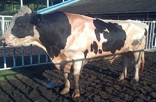 KARAKTERISTIK SAPI PERAH FH (FRIESIAN HOLSTEIN)