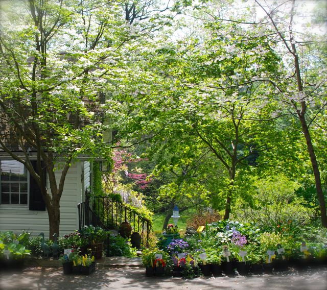 This walk was canopied by the white blooms of a native dogwood (Cornus florida)  and a Carolina silverbell (Halesia caroliniana).