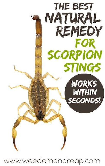 NATURAL SOLUTION FOR SCORPION STINGS!
