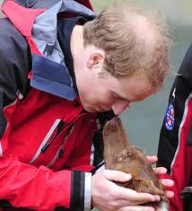 PRINCE WILLIAM'S HAIRLINE  IS FADING FAST