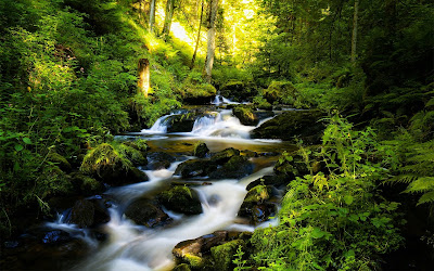 river and green forest