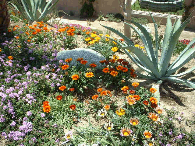 desert front yard landscaping pictures. desert front yard landscaping