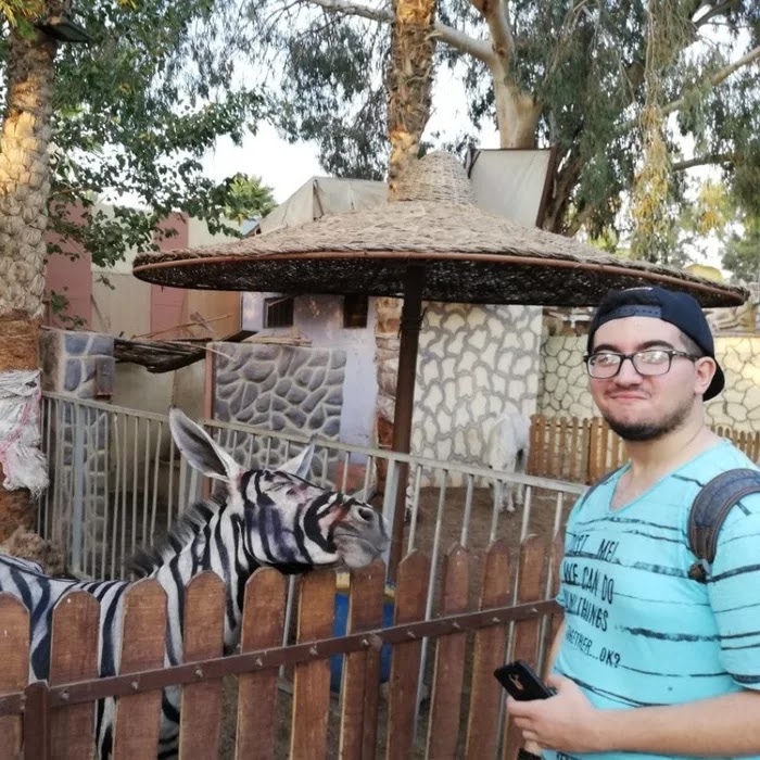 Egyptian Zoo Painted A Donkey Black And White To Pass It Off As A Zebra