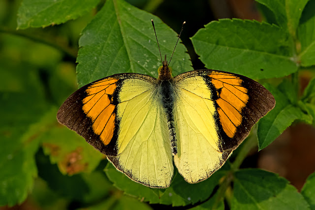 Ixias pyrene the Yellow Orange Tip butterfly