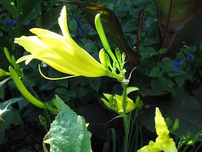 Annieinaustin,hemerocallis citrina