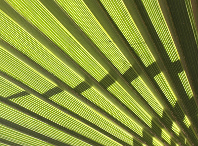 Op Art Palm "Stripe", Photograph, Sarah Myers, S. Myers, abstract, plant, foliage, pattern, green, bright, art, repeat, zig-zag