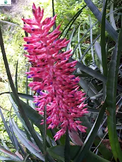 Aechmea Distichantha: Guia de cuidados para a planta de urna