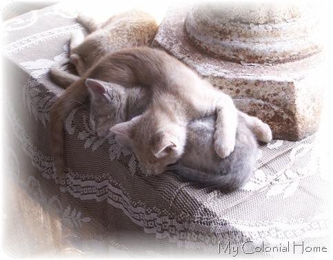 Perennial Farm Kitties 1