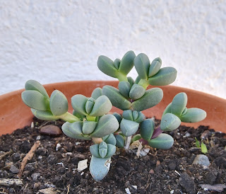 Delosperma de Lehman