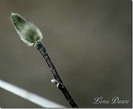 Magnolia_Bud_2011