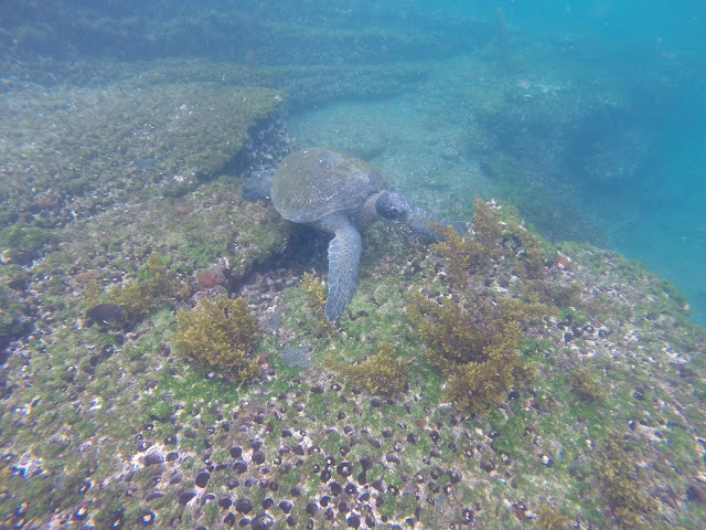 Tortuga marina, snorkel en Isla Isabela, Islas Galápagos