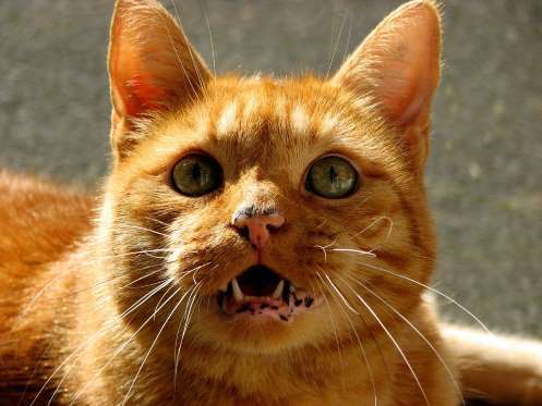  Pernahkah kau merasa ingin tau dengan semua tingkah laris gila yang dilakukan oleh kucing √ Inilah 12 Bahasa Kucing, Pemilik Kucing Wajib Tahu!