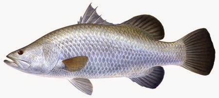  atau ikan Cabikan yaitu nama lain dari ikan Kakap Putih Tambak Harus tau Umpan Jitu Mancing Ikan Cukil/Cabikan/Baramundi/Kakap Putih Di Muara