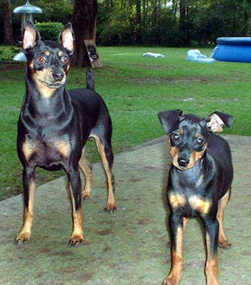 Miniature Pinscher Picture