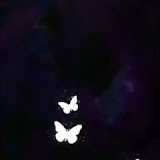 butterflies (23).jpg