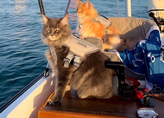 2 Maine Coons go sailing and it looks nice