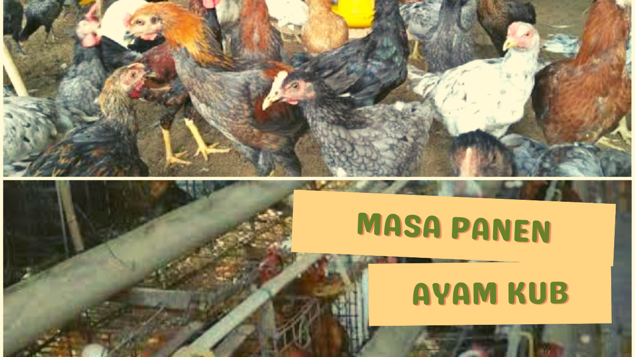 https://www.kerjaayam.com/2022/08/masa-panen-ayam-kub-untuk-petelur-dan.html