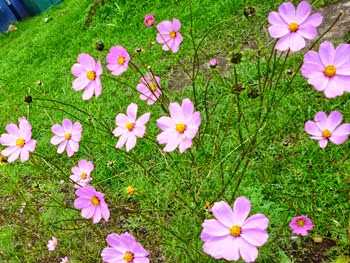 Garden Cosmos Flowers