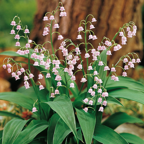 Ландыш майский разновидность розовый (Convallaria majalis var. rosea)