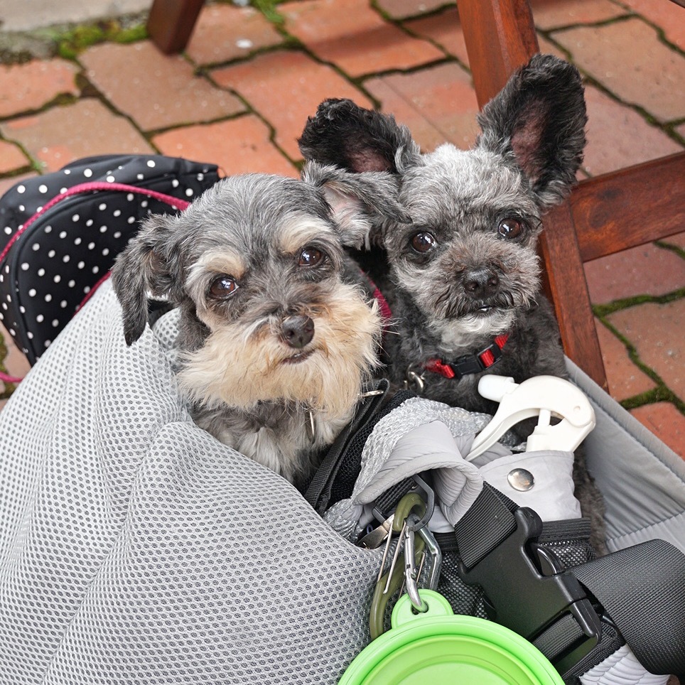 Travel With Small Dogs ちびわんと旅しよう Restaurant Gallery Sola テラス席なら愛犬同伴可能な 山中湖村のギャラリー併設のイタリア料理店