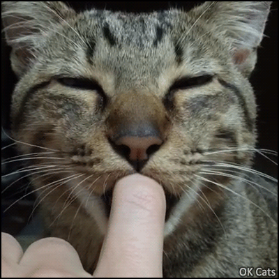 Weird Cat GIF • Big cat suckling human finger. He thinks he is a newborn kitten • GOT MILK? [ok-cats.com]