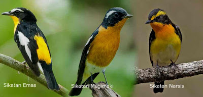 3 Jenis Burung Sikatan Dengan Warna Bulu Yang Mirip