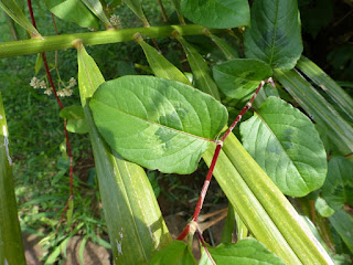 Persicaria chinensis - Polygonum chinense - Renouée de Chine - Persicaire de Chine 