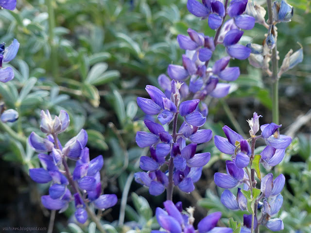 06: purple lupine flowers