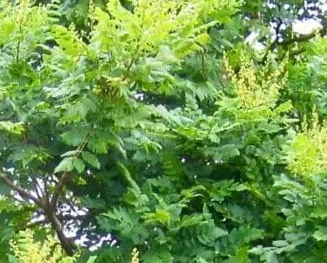 Golden Rain tree Pros and Cons, Growth rate, Care, Problems