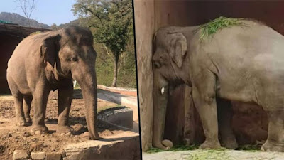 ‘World’s Loneliest Elephant’ In Chains For 35 Years Finally Gets New Home With Friends
