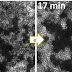 Watching two-dimensional materials grow 