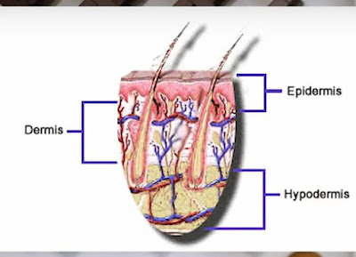 The Epidermis Dermis Hypodermis