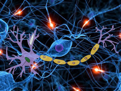 fungsi sistem saraf otonom bagi tubuh - apotekers