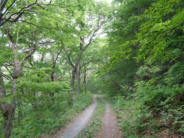 横手道を大山寺方面へ歩きます