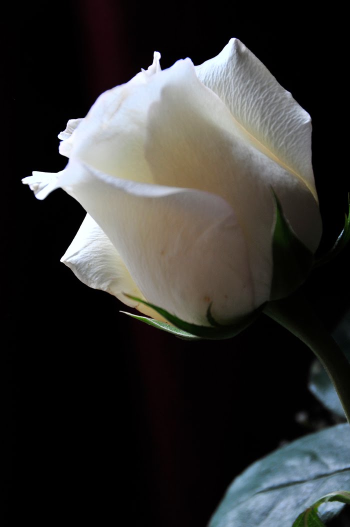 God's beautiful rose,