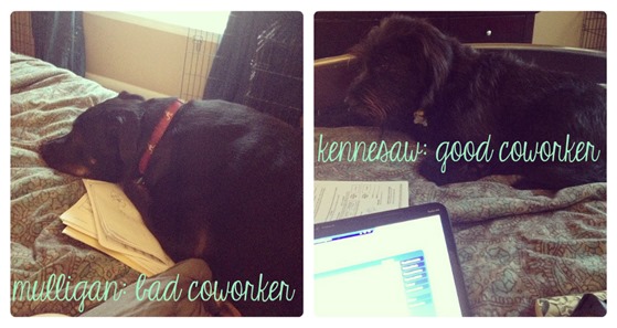 workfromhomedogs