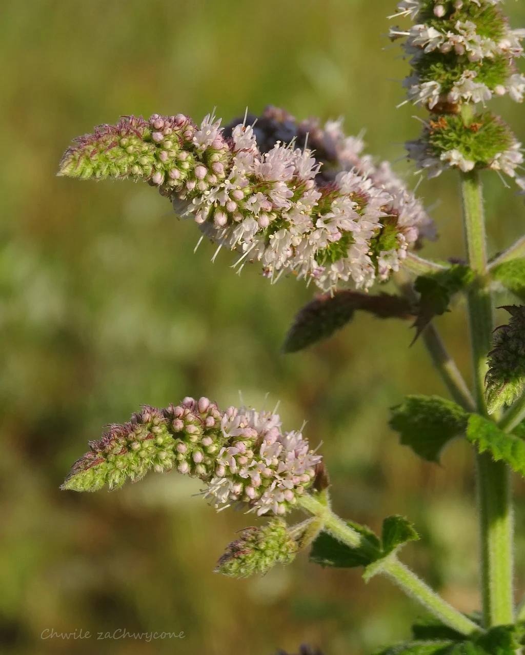 mięta wonna Mentha suaveolens