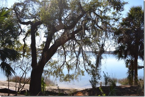 blufftontrees10