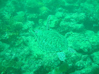 Hawksbill Turtle