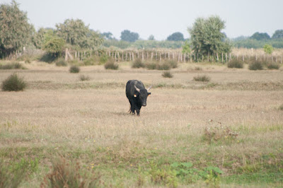 Parc Ornithologique du Pont De Gau. Орнитологический парк. Камарг.