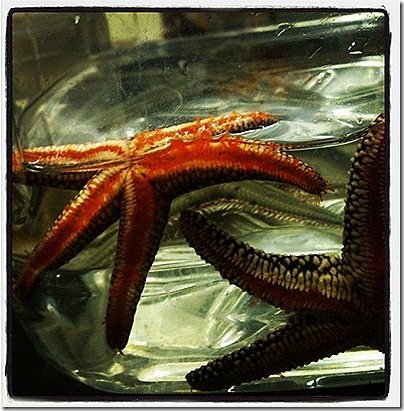 seastars