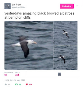 Black-browed Albatross at Bempton - Joe Fryer