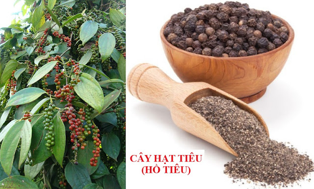 Tự Chữa Bệnh Bằng Cây Thuốc Nam - CÂY HẠT TIÊU (HỒ TIÊU)